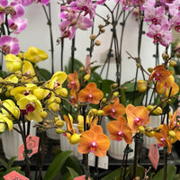 PHALAENOPSIS - ORCHIDEE PAPILLON / CACHE POT CERAMIQUE
