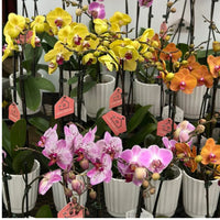 PHALAENOPSIS - ORCHIDEE PAPILLON / CACHE POT CERAMIQUE