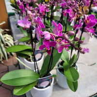 PHALAENOPSIS - ORCHIDEE PAPILLON / CACHE POT CERAMIQUE