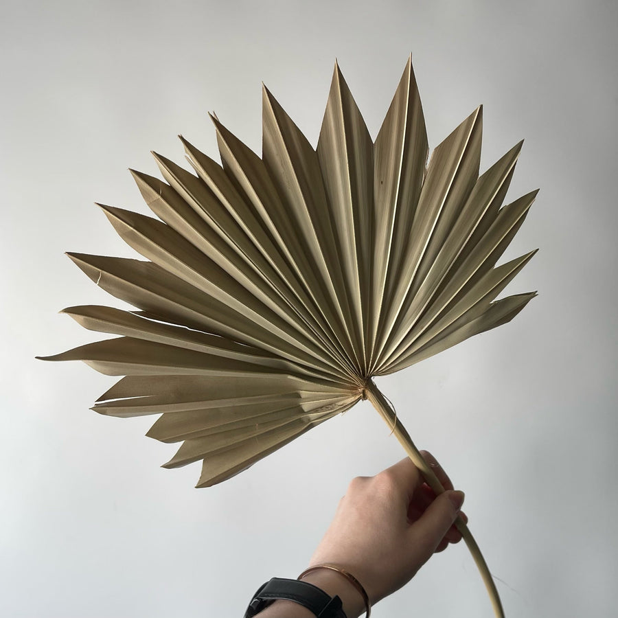 PALMETTO