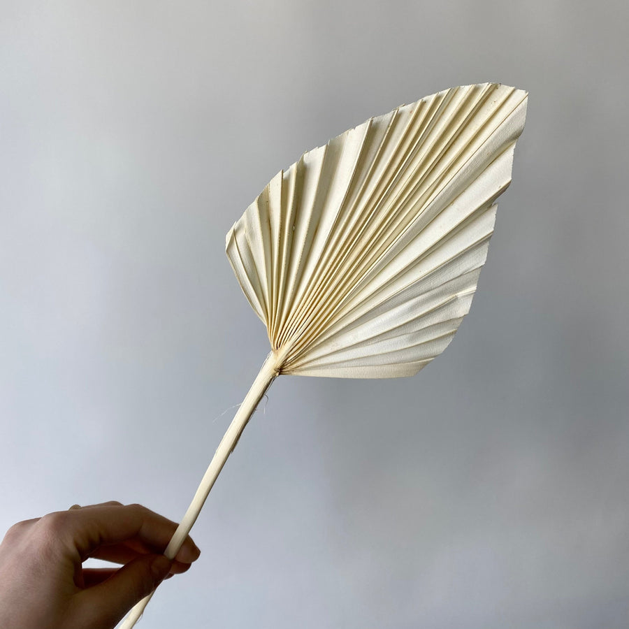 WHITE PALMETTO