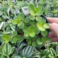 PEPEROMIA - HOPE