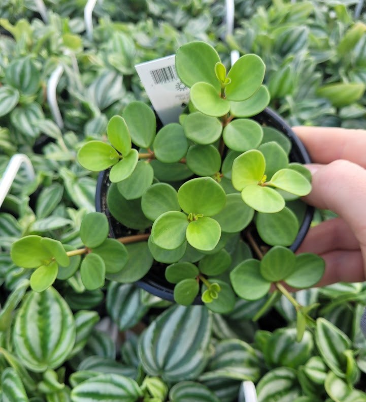 PEPEROMIA - HOPE