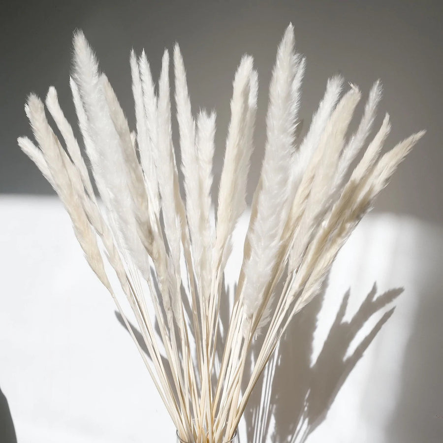 SMALL WHITE PAMPAS