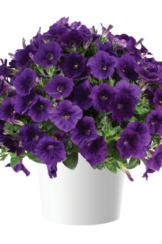 PÉTUNIA CAPELLA - INDIGO