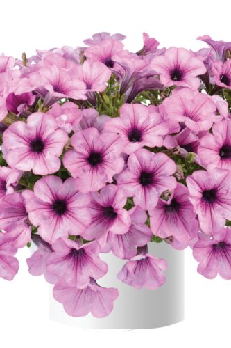 PÉTUNIA VÉGÉTATIF CAPELLA - PINK LACE