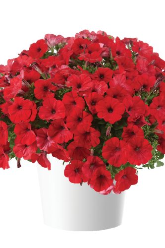 PÉTUNIA VEGETATIF CAPELLA - RUBY RED