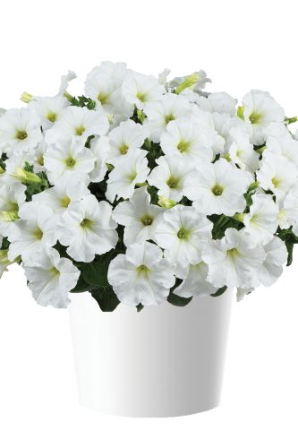 PÉTUNIA VEGETATIF CAPELLA - WHITE