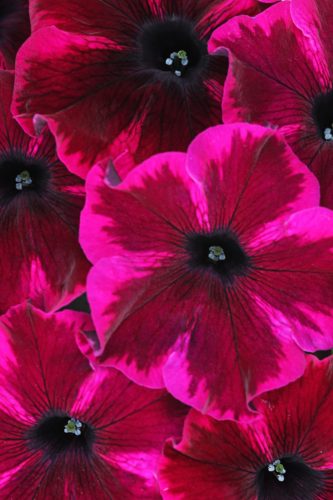 PETUNIA CRAZYTUNIA - COSMIC VIOLET