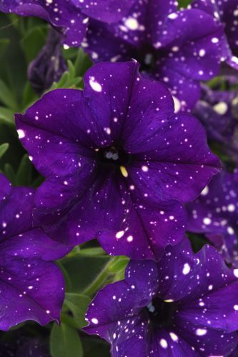 PÉTUNIA HEADLINER - VIOLET SKY