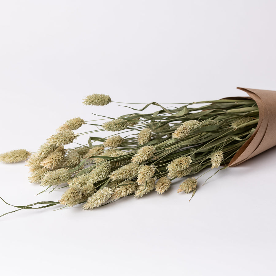 PHALARIS