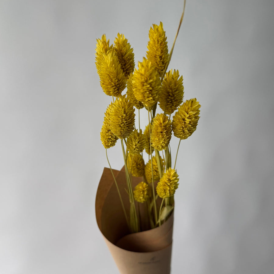 YELLOW CANARYGRASS