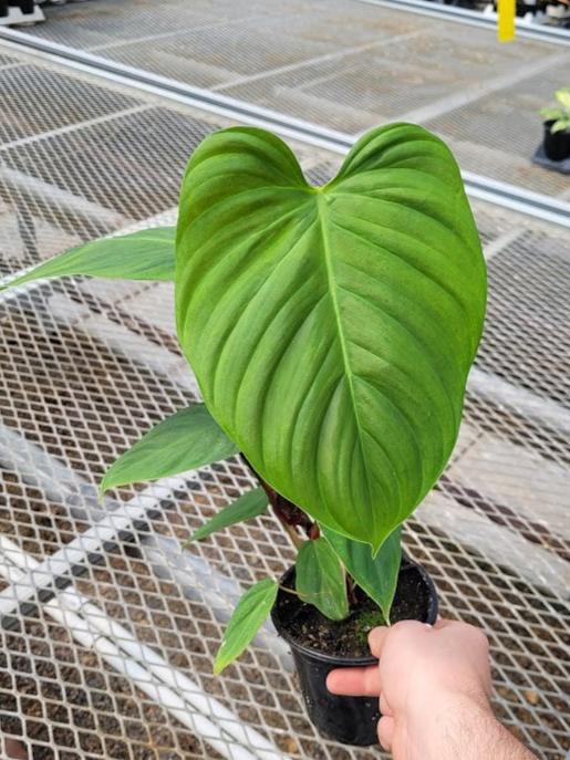 PHILODENDRON - FUZZY PETIOLE