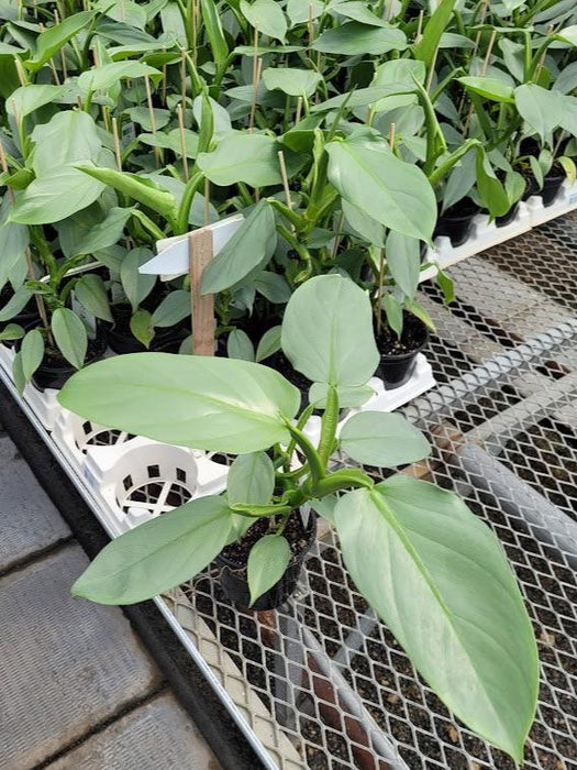 PHILODENDRON - SILVER SWORD