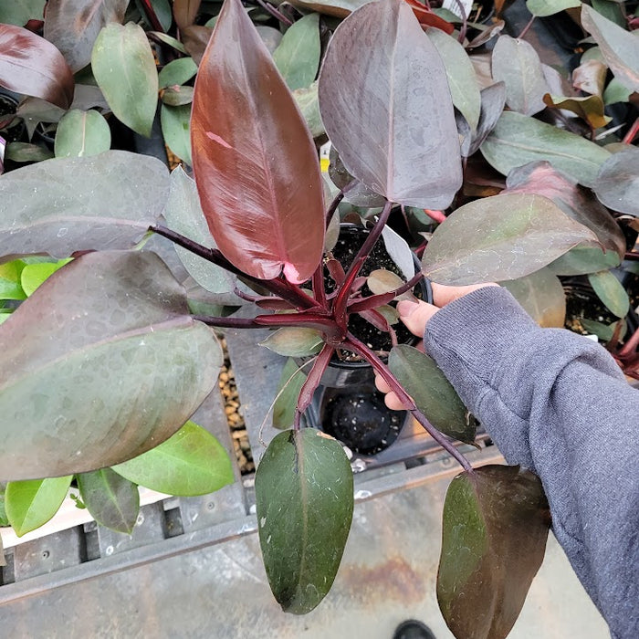 PHILODENDRON - PINK PRINCESS