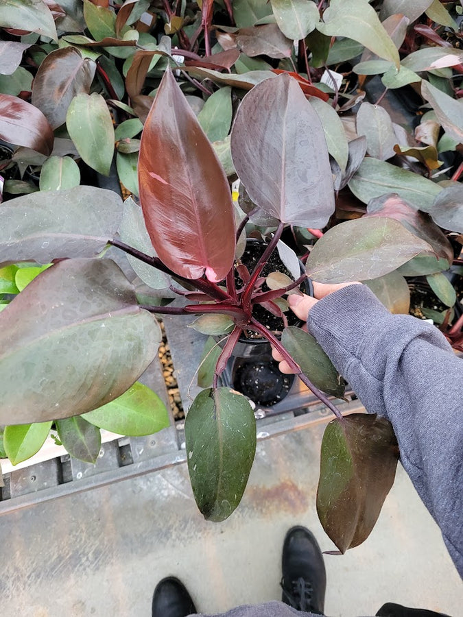 PHILODENDRON - PINK PRINCESS
