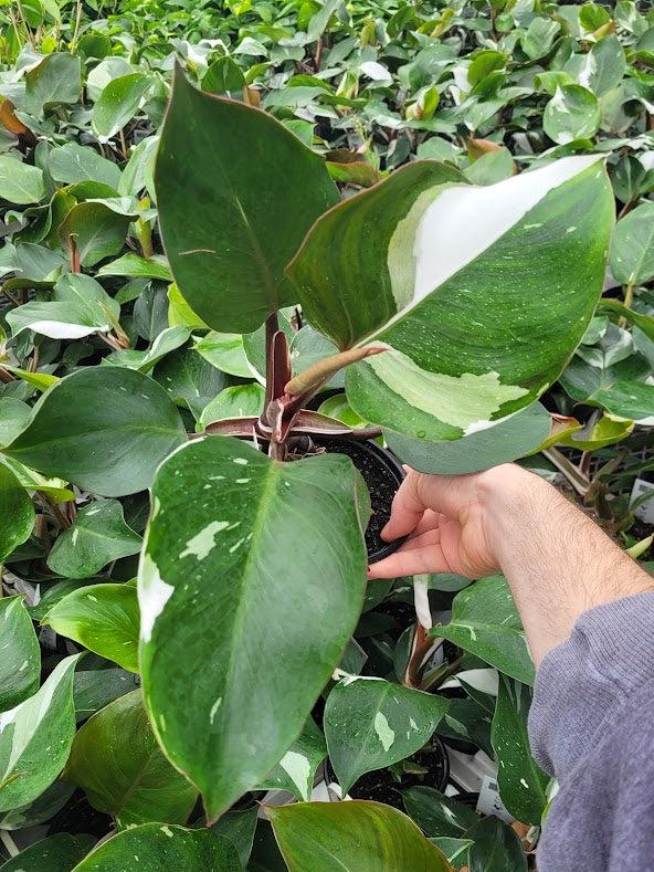 PHILODENDRON - WHITE KNIGHT