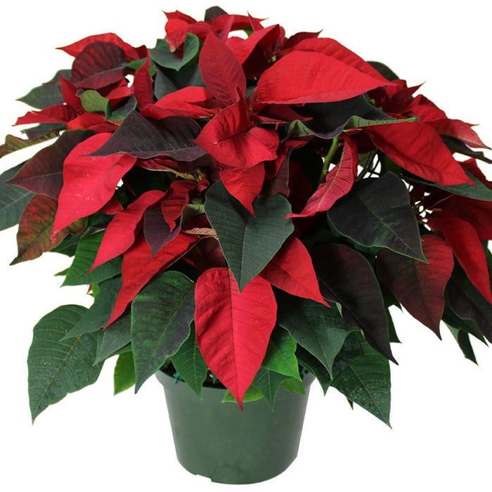 POINSETTIA ROUGE