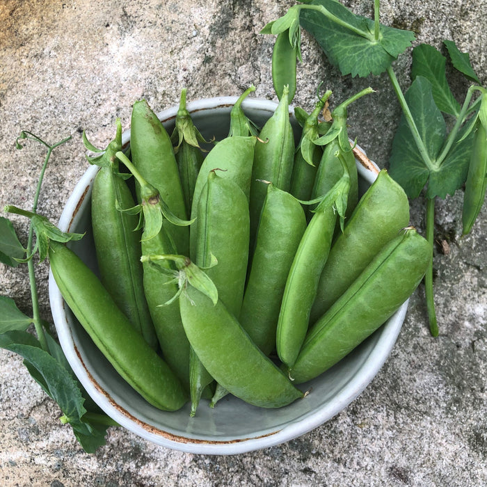 SEMENCES BIOLOGIQUES: POIS SUGAR SNAP