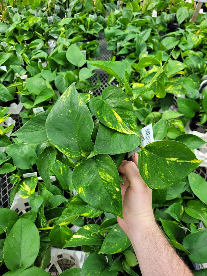 POTHOS - GOLDEN