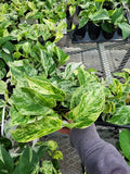 POTHOS - MARBLE QUEEN