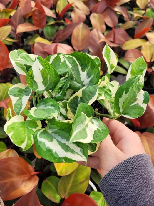 POTHOS - PEARLS & JADE