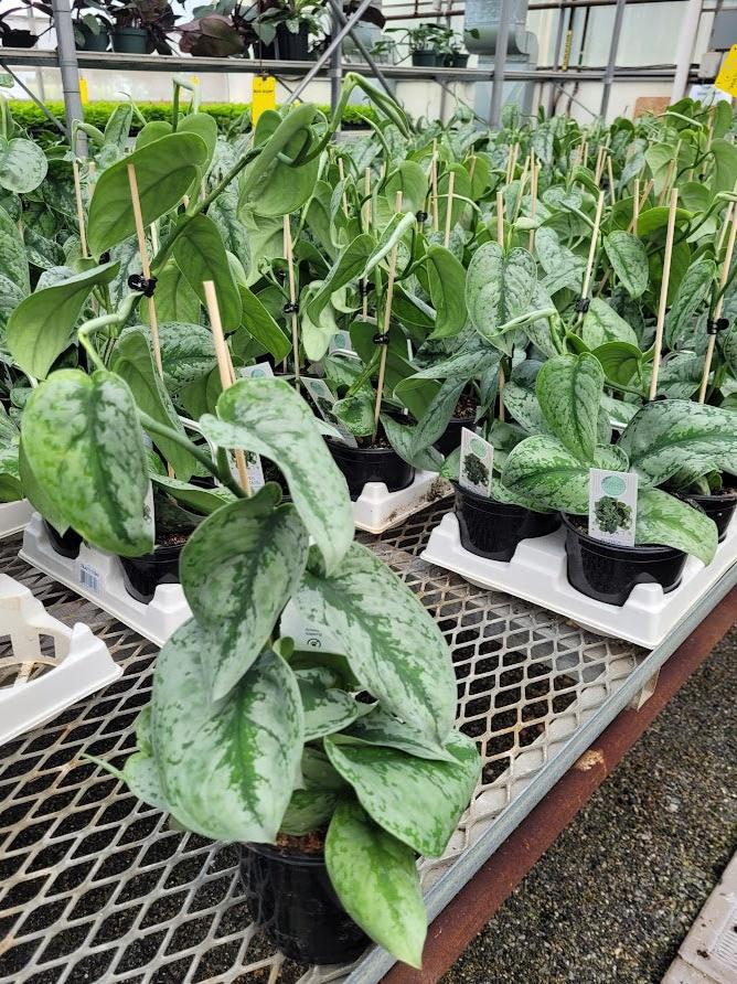 POTHOS - SILVER SATIN