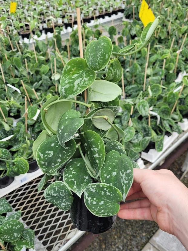 POTHOS - SILVERY ANN