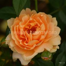 ROSA - AT LAST