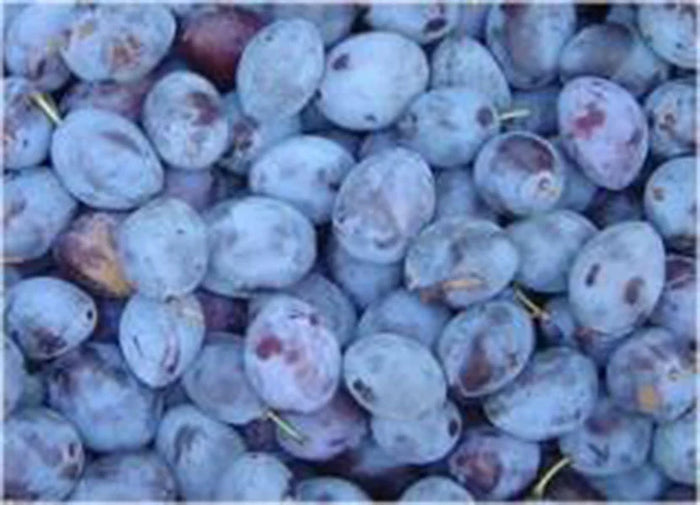 PRUNUS DOMESTICA DAMAS