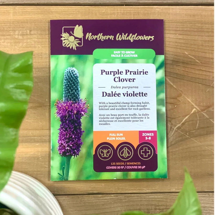 FLOWER SEEDS: PURPLE DAHLIA