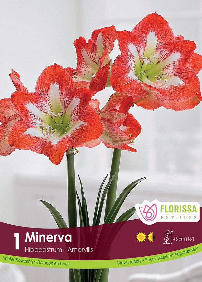 AMARYLLIS MINERVA PKG 1