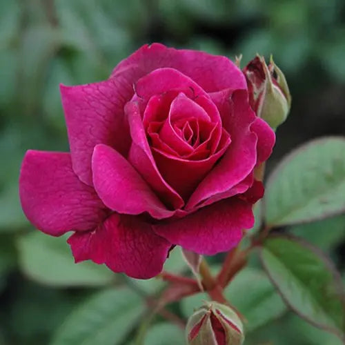 ROSA - CINNAMON HEARTS