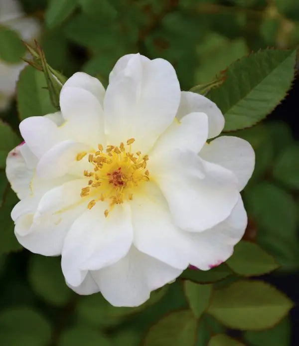 ROSA - OSCAR PETERSON