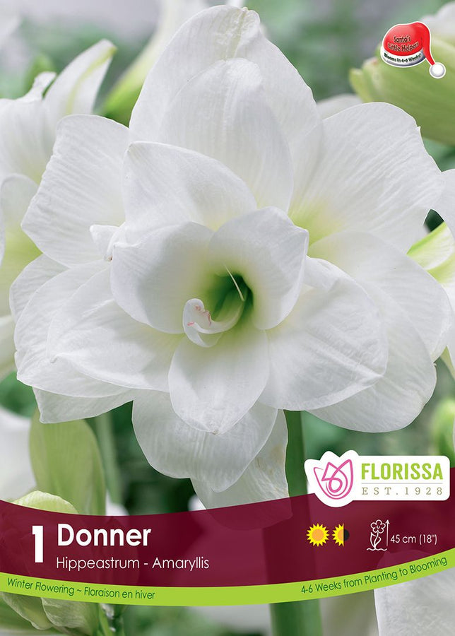 AMARYLLIS XMAS BLOOM DONNER PKG