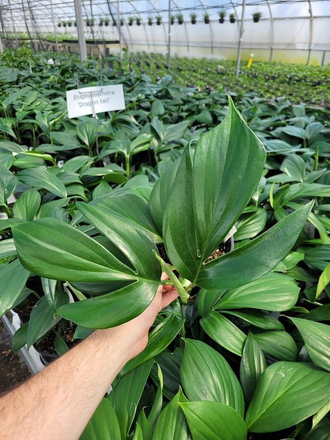 RHAPHIDOPHORA - DRAGON TAIL