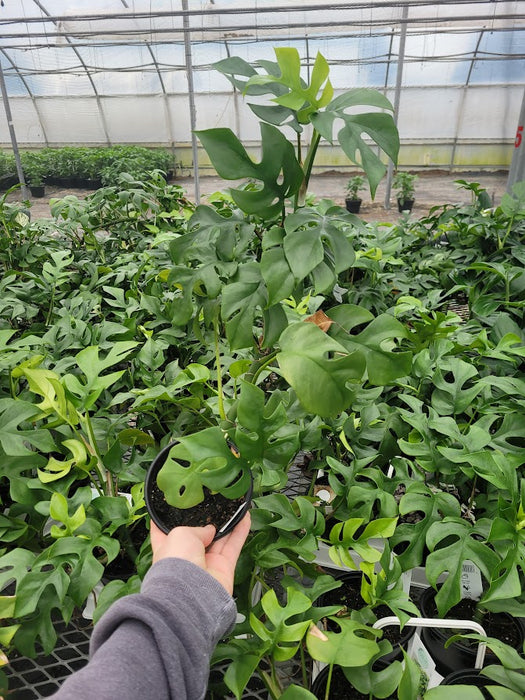 RHAPHIDOPHORA - MINIMA