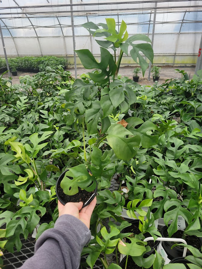 RHAPHIDOPHORA - MINIMA