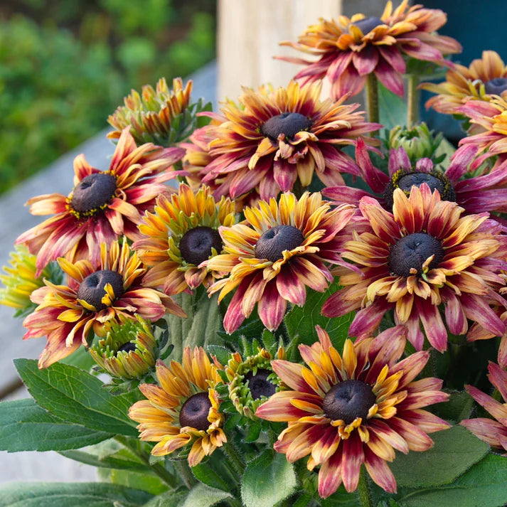 RUDBECKIA SUNBECKIA - GRAFFITI CHERRY