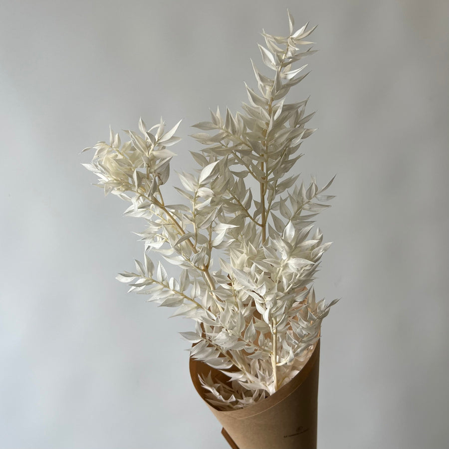 WHITE BUTCHER'S BROOM