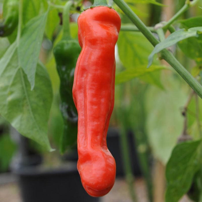 PIMENT - PENIS