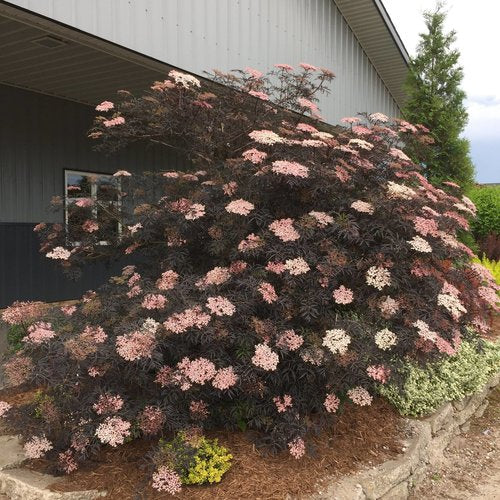 SAMBUCUS NIGRA - BLACK LACE