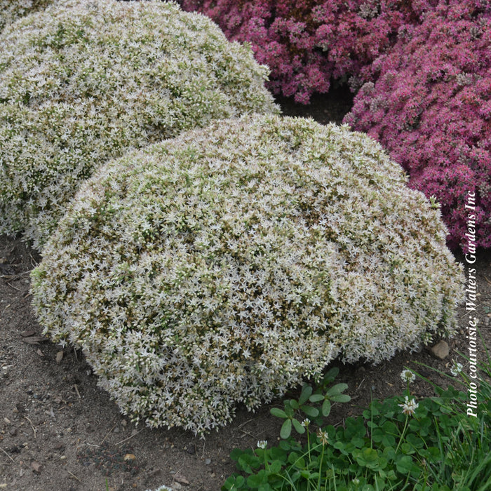 SEDUM ROCK N ROUND - BUNDLE OF JOY