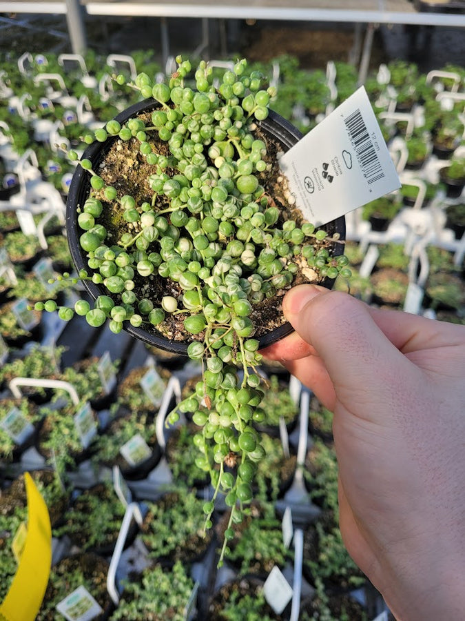SENECIO - ROWLEYANUS MARBLE