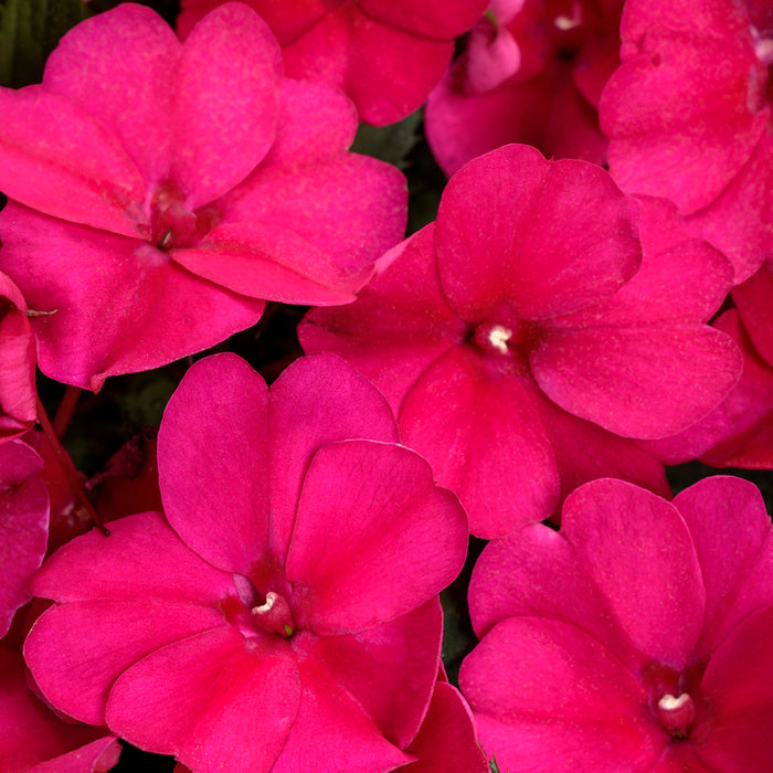 IMPATIENS INTERSPÉCIFIQUE SUNPATIENS - COMPACT ROYAL MAGENTA