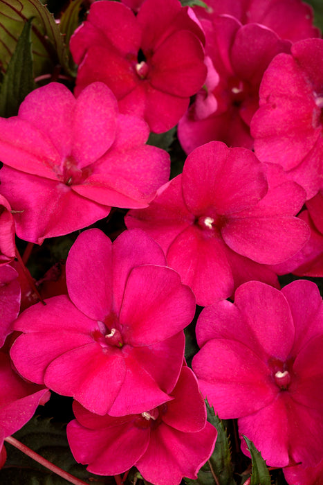 IMPATIENS INTERSPÉCIFIQUE SUNPATIENS - COMPACT ROYAL MAGENTA
