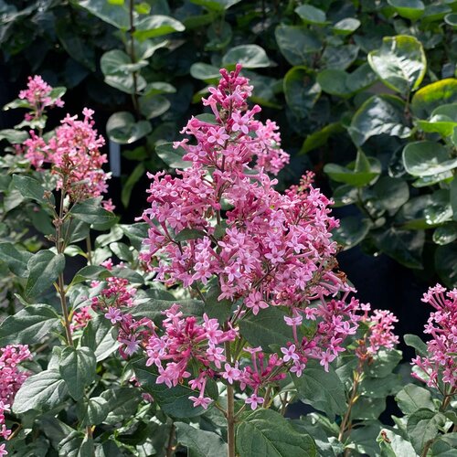 SYRINGA BLOOMERAND - BALLET