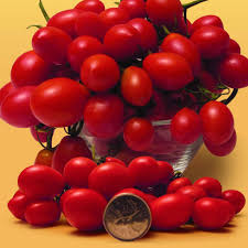 TOMATE - JUJUBE