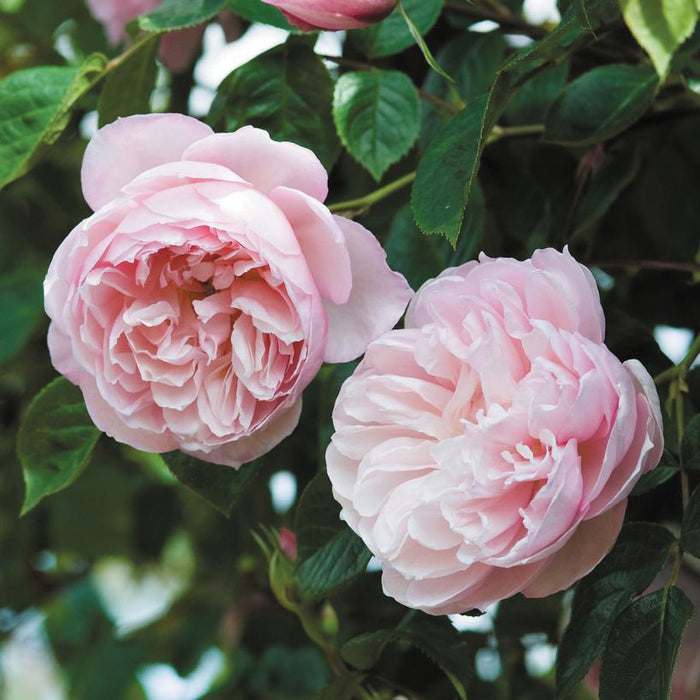 ROSA - THE GENEROUS GARDENER