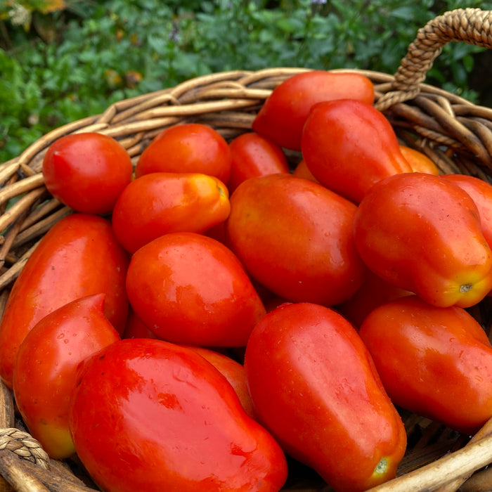 SEMENCES BIOLOGIQUES: TOMATE EN MÉLANGE ITALIENNES